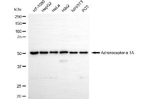 Western blotting analysis using adrenoceptor alpha 1A antibody (ABIN7797539).