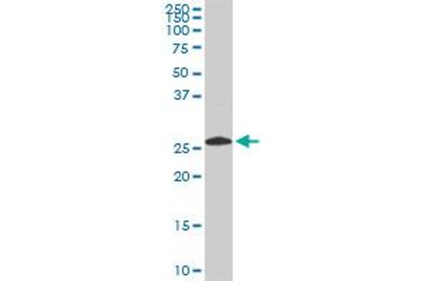 PSMA8 antibody  (AA 143-242)