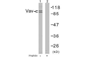Image no. 1 for anti-Vav 1 Oncogene (VAV1) (Tyr174) antibody (ABIN197374)
