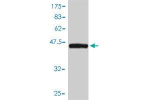 Western Blot detection against Immunogen (49. (KIRREL2 antibody  (AA 1-219))