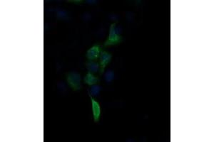 Image no. 2 for anti-Fibronectin Type III Domain Containing 4 (FNDC4) antibody (ABIN1498288) (FNDC4 antibody)