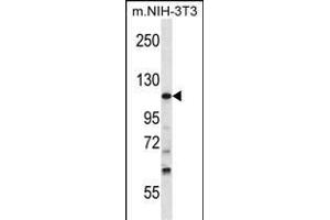 TUBGCP5 Antibody (N-term) (ABIN657500 and ABIN2846525) western blot analysis in mouse NIH-3T3 cell line lysates (35 μg/lane). (TUBGCP5 antibody  (N-Term))