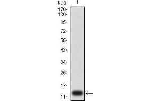 Western blot analysis using P2RY1 mAb against human P2RY1 (AA: extra mix) recombinant protein. (P2RY1 antibody)