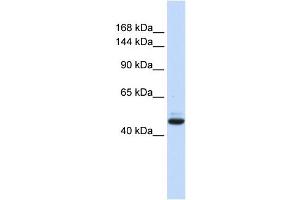 WB Suggested Anti-GREB1 Antibody Titration:  0. (GREB1 antibody  (N-Term))