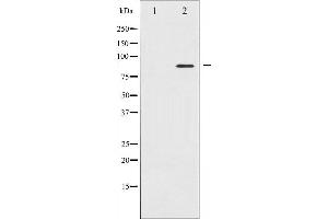 Western blot analysis of CD44 expression in PMA treated NIH-3T3 whole cell lysates,The lane on the left is treated with the antigen-specific peptide. (CD44 antibody  (C-Term))