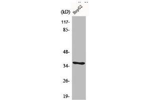 CA6 antibody  (C-Term)