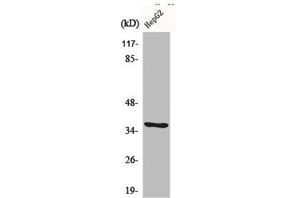 CA6 antibody  (C-Term)