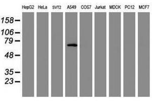 Image no. 2 for anti-Tripartite Motif Containing 9 (TRIM9) (AA 284-669) antibody (ABIN1491330)