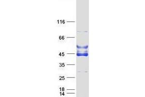 Validation with Western Blot (C6orf81 Protein (Myc-DYKDDDDK Tag))