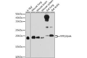 Western blot analysis of extracts of various cell lines, using PPP1R14A Rabbit pAb (ABIN6129448, ABIN6146065, ABIN6146066 and ABIN6214316) at 1:1000 dilution. (CPI-17 antibody  (AA 1-147))