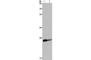 Western Blotting (WB) image for anti-Glutathione S-Transferase pi 1 (GSTP1) antibody (ABIN2423573) (GSTP1 antibody)