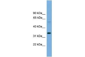 WB Suggested Anti-TM7SF4  Antibody Titration: 0. (Transmembrane 7 Superfamily Member 4 (TM7SF4) (N-Term) antibody)