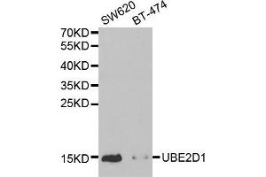 Western blot analysis of extracts of various cell lines, using UBE2D1 antibody (ABIN5971011) at 1/1000 dilution. (UBE2D1 antibody)