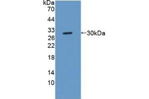 Figure. (NOTCH2NL antibody  (AA 1-236))