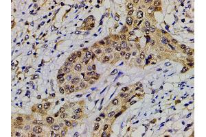 Immunohistochemistry (IHC) image for anti-Ephrin B2 (EFNB2) (C-Term) antibody (ABIN6261455)