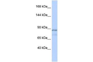 ZFAT antibody  (Middle Region)