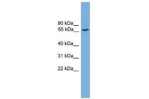 Western Blot showing MRE11A antibody used at a concentration of 1-2 ug/ml to detect its target protein. (Mre11 antibody  (Middle Region))