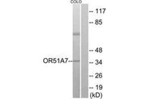 Western blot analysis of extracts from COLO cells, using OR51A7 Antibody. (OR51A7 antibody  (AA 232-281))