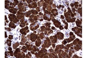 Immunohistochemistry (IHC) image for anti-Amylase, alpha 2A (Pancreatic) (AMY2A) (AA 135-408) antibody (ABIN2715974) (AMY2A antibody  (AA 135-408))