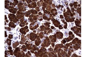 Immunohistochemistry (IHC) image for anti-Amylase, alpha 2A (Pancreatic) (AMY2A) (AA 135-408) antibody (ABIN2715974)