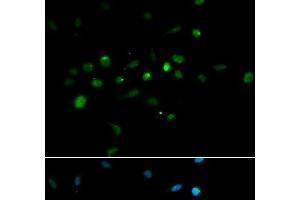 Immunofluorescence analysis of A549 cells using TRIM63 Polyclonal Antibody (TRIM63 antibody)