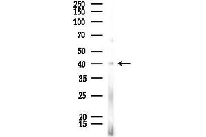 anti-Olfactory Receptor, Family 51, Subfamily T, Member 1 (OR51T1) (Internal Region) antibody