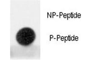 Dot Blot (DB) image for anti-Mdm2, p53 E3 Ubiquitin Protein Ligase Homolog (Mouse) (MDM2) (pSer395) antibody (ABIN3031738)