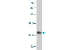 PAXIP1 antibody  (AA 868-975)