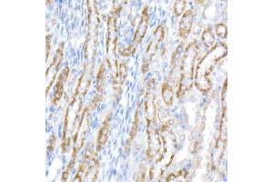 Immunohistochemistry of paraffin-embedded rat kidney using ACADS / SCAD Rabbit mAb (ABIN7265419) at dilution of 1:50 (40x lens).