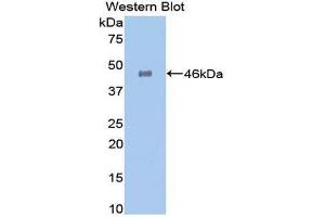 Western Blotting (WB) image for anti-Galactosidase, alpha (GLA) (AA 81-429) antibody (ABIN3201346) (GLA antibody  (AA 81-429))