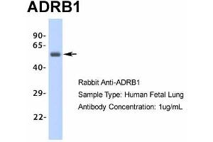 Host: Rabbit Target Name: ADRB1 Sample Type: Human Fetal Lung Antibody Dilution: 1. (ADRB1 antibody  (Middle Region))
