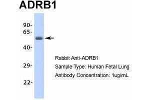 Host: Rabbit Target Name: ADRB1 Sample Type: Human Fetal Lung Antibody Dilution: 1.