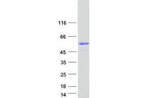 Glycerol Kinase 5 (Putative) (GK5) protein (Myc-DYKDDDDK Tag)