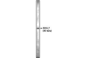 Western blot analysis using anti-EDG-7 CT antibody on RH7777 cell lysates transfected with full length human EDG-7 using Pierce Femto Signal substrate. (LPAR3 antibody  (C-Term))