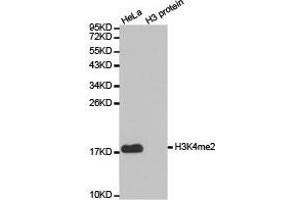 Western blot analysis of extracts of HeLa cell line and H3 protein expressed in E. (Histone 3 antibody  (H3K4me2))