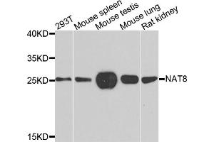 Western blot analysis of extracts of various cell lines, using NAT8 antibody. (NAT8 antibody)
