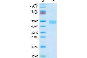 Mouse CD59a on Tris-Bis PAGE under reduced condition. (CD59a Protein (CD59A) (AA 24-96) (Fc Tag))