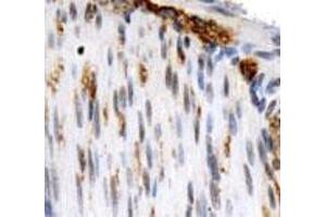 Immunohistochemical staining of OS9 on mouse smooth muscle using with OS9 polyclonal antibody .