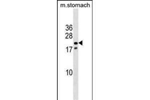 Mouse Nkx3-1 Antibody (Center) (ABIN1538513 and ABIN2838313) western blot analysis in mouse stomach tissue lysates (35 μg/lane). (NKX3-1 antibody  (AA 58-86))