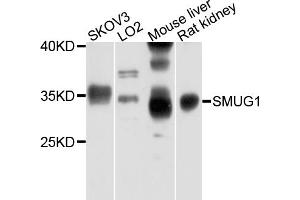 Western blot analysis of extracts of various cell lines, using SMUG1 antibody. (SMUG1 antibody)
