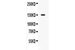 Western blot analysis of CDCP1 expression in SW620 whole cell lysates ( Lane 1).