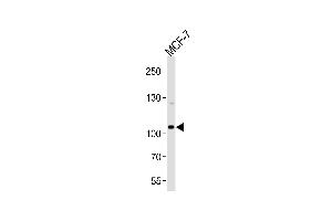 Western blot analysis of lysate from MCF-7 cell line, using SULF2 Antibody at 1:1000 at each lane. (SULF2 antibody  (C-Term))