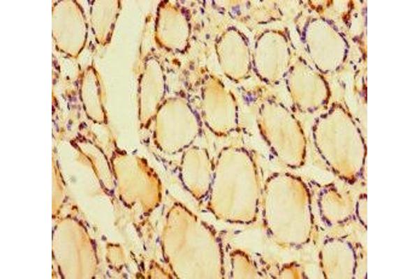 CRYGN antibody  (AA 1-182)