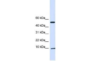 Western Blotting (WB) image for anti-ATPase Inhibitory Factor 1 (ATPIF1) antibody (ABIN2459198) (ATPase Inhibitory Factor 1 antibody)