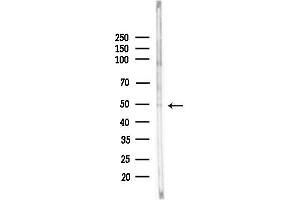 anti-Growth Arrest-Specific 7 (GAS7) (Internal Region) antibody