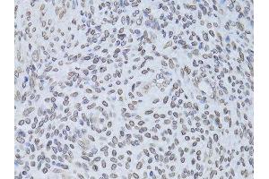 Immunohistochemistry (Paraffin-embedded Sections) (IHC (p)) image for anti-Lamin B2 (LMNB2) (AA 341-620) antibody (ABIN6143268)