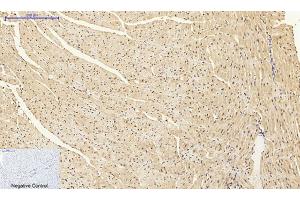 Immunohistochemical analysis of paraffin-embedded mouse heart tissue.