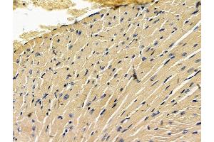 ABIN7096683 and ABIN7100748 at 1/100 staining mouse heart tissue by IHC-P.