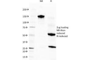 SDS-PAGE Analysis of Purified, BSA-Free Eosinophil Peroxidase Antibody (clone EPO104). (EPX antibody)