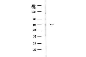Western blot analysis of lysates from Mouse testis, using SERGEF Antibody at 1/1000 dilution.